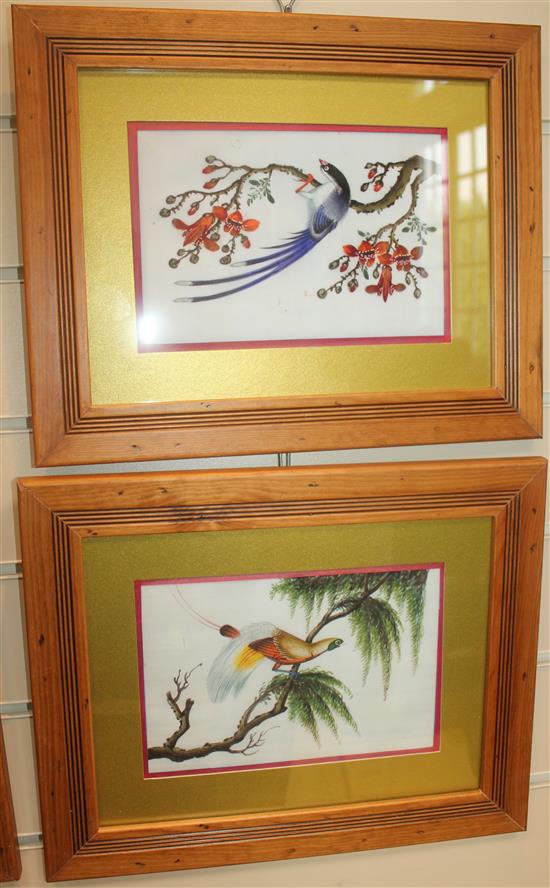 Five Chinese pith paintings of birds, late 19th century, 14 x 21cm, later mounted, framed and glazed